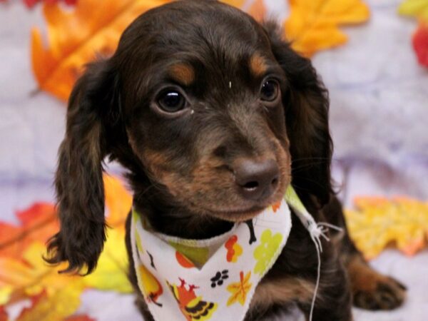 Miniature Dachshund Dog Female LH Chocolate & Tan 17482 Petland Wichita, Kansas