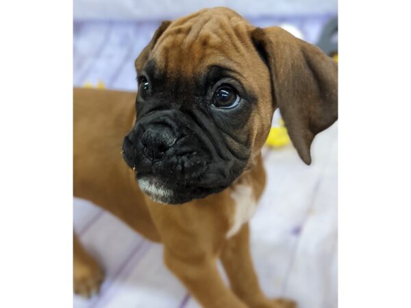 Boxer Dog Male Flashy Mahogany/ Black Mask 17524 Petland Wichita, Kansas