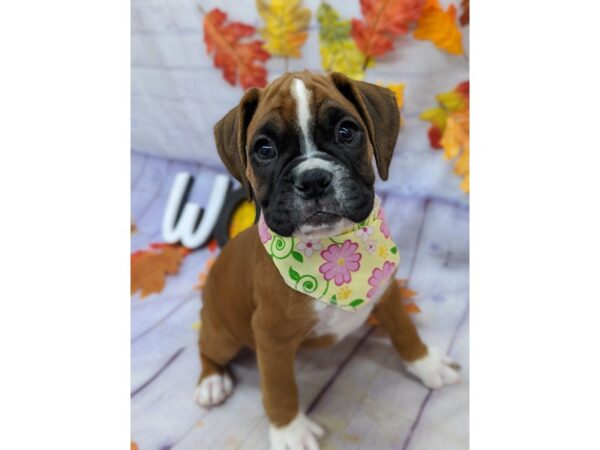 Boxer Dog Female Flashy Mahogany/ Black Mask 17526 Petland Wichita, Kansas