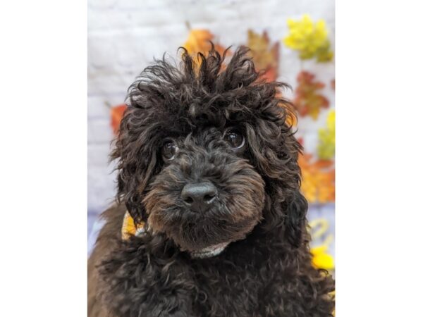 Toy Poodle-Dog-Male-Black-17368-Petland Wichita, Kansas