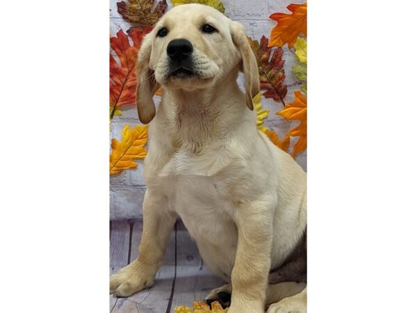 English Labrador Retriever Dog Male Yellow 17536 Petland Wichita, Kansas