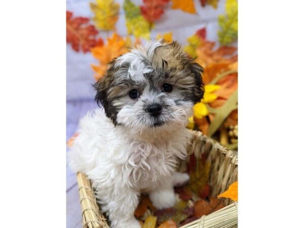 Teddy Bear Dog Female Gold & White 17528 Petland Wichita, Kansas