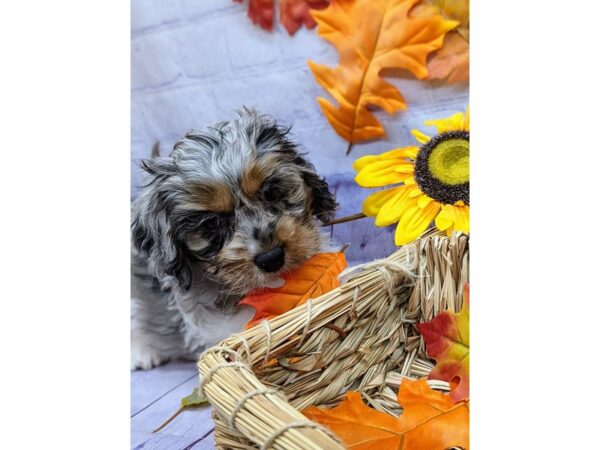 Cockapoo-Dog-Female-Blue Merle-17529-Petland Wichita, Kansas