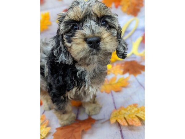 Cockapoo-Dog-Female-Blue Merle-17530-Petland Wichita, Kansas