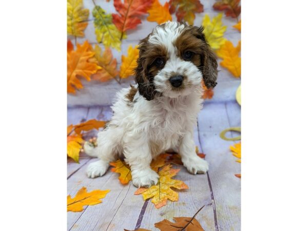 Cockapoo-Dog-Female-Red & White-17531-Petland Wichita, Kansas