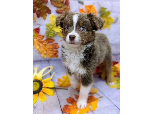 Toy Australian Shepherd Dog Male Dilute Black Tri 17487 Petland Wichita, Kansas