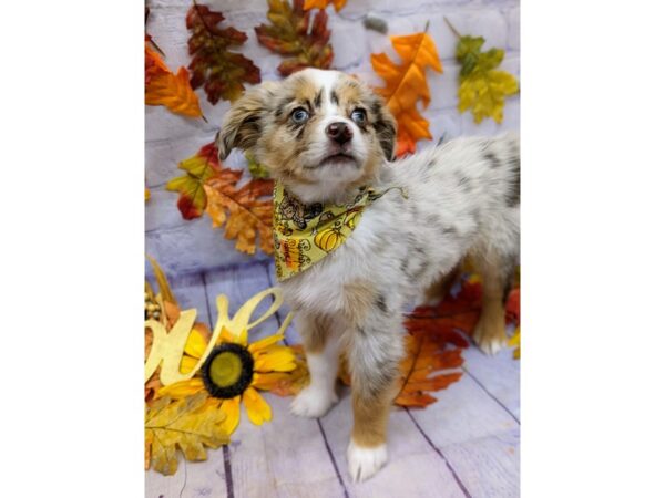 Toy Australian Shepherd Dog Male Red Merle 17488 Petland Wichita, Kansas