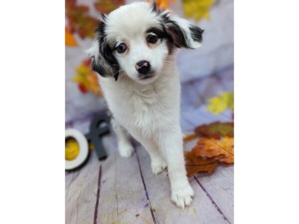 Toy Australian Shepherd Dog Female Blue Merle 17489 Petland Wichita, Kansas