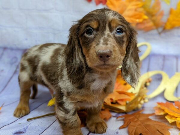 Miniature Dachshund-Dog-Male-Long Hair Red Dapple-17534-Petland Wichita, Kansas