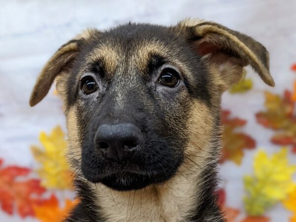 German Shepherd Dog Male Black & Tan 17522 Petland Wichita, Kansas