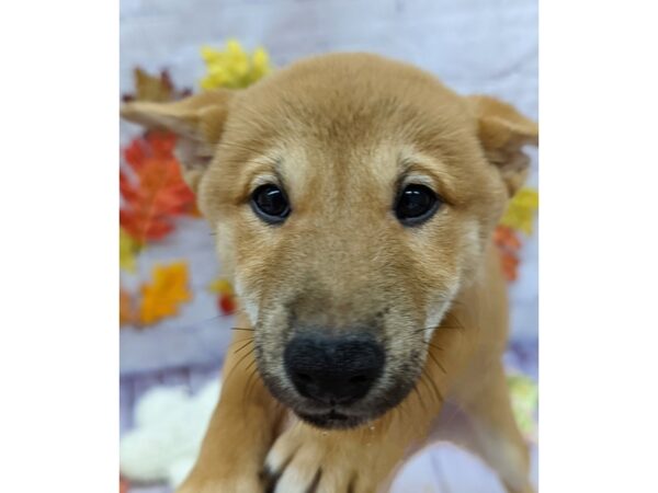 Shiba Inu-Dog-Female-Red-17516-Petland Wichita, Kansas