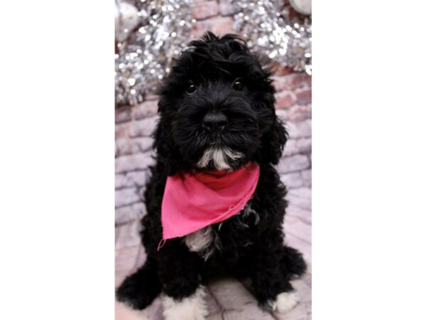 Portuguese Water Dog Dog Female Black & White 17555 Petland Wichita, Kansas