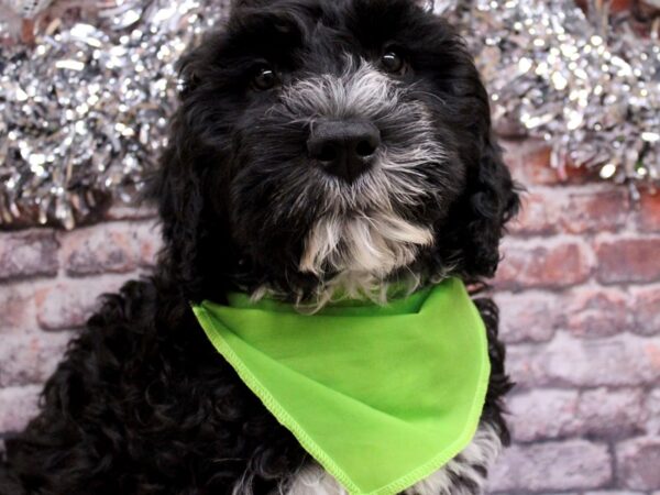 Portuguese Water Dog Dog Male Black & White 17554 Petland Wichita, Kansas