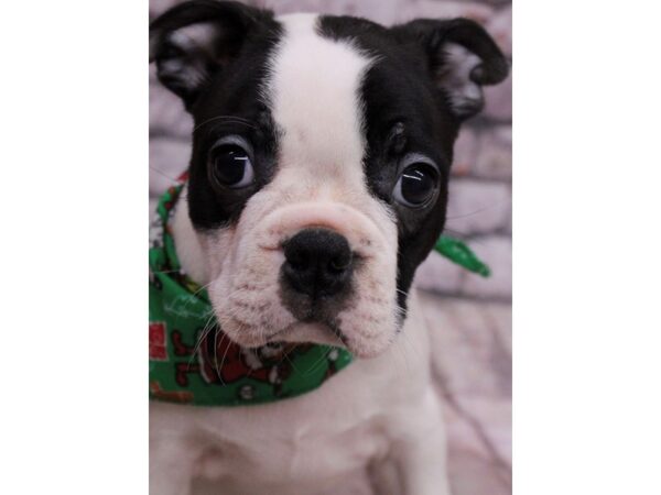 Boston Terrier-Dog-Female-Black & White-17553-Petland Wichita, Kansas