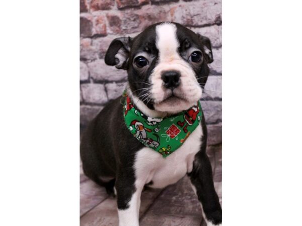 Boston Terrier-Dog-Female-Black & White-17552-Petland Wichita, Kansas