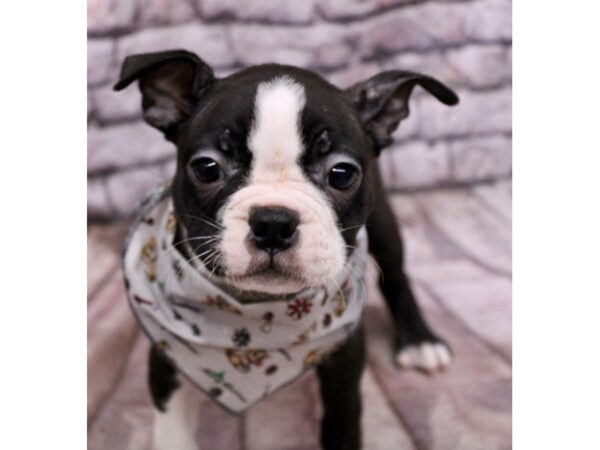 Boston Terrier Dog Male Black & White 17551 Petland Wichita, Kansas