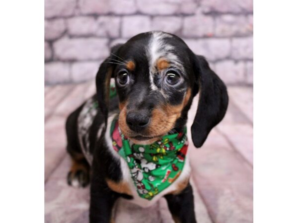 Miniature Dachshund-Dog-Female-Silver Dapple Piebald Smooth Coat w/split face-17549-Petland Wichita, Kansas