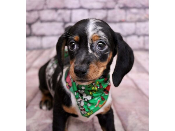 Miniature Dachshund Dog Female Silver Dapple Piebald Smooth Coat w/split face 17549 Petland Wichita, Kansas