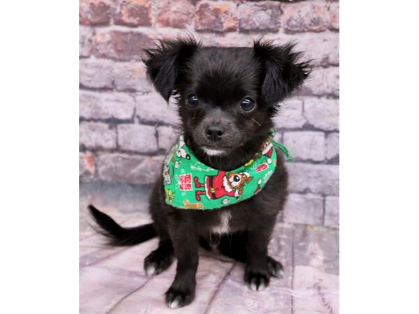 Chihuahua Dog Male Long Hair - Black w/ White 17550 Petland Wichita, Kansas