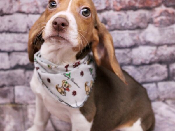 Beagle-Dog-Female-Black Tri-17548-Petland Wichita, Kansas