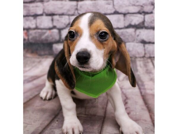 Beagle-Dog-Female-Chocolate Tri-17547-Petland Wichita, Kansas