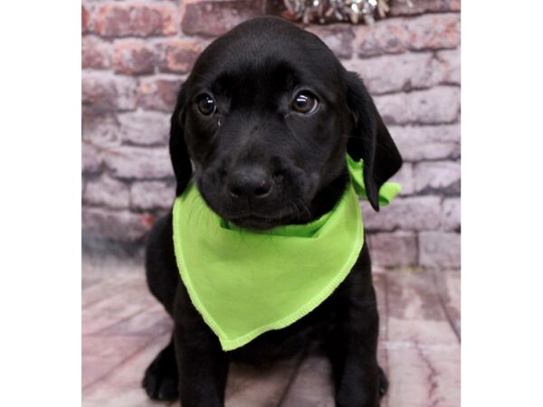 English Labrador Retriever Dog Female Black 17545 Petland Wichita, Kansas