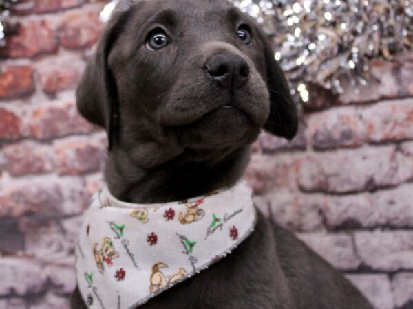 English Labrador Retriever Dog Female Charcoal 17546 Petland Wichita, Kansas