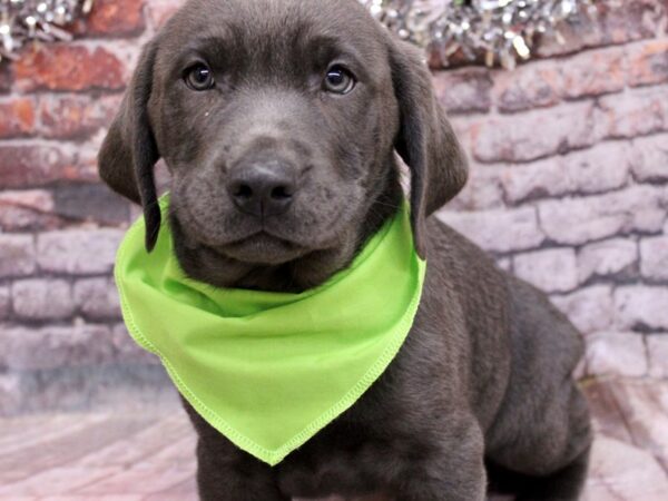 English Labrador Retriever Dog Male Charcoal 17544 Petland Wichita, Kansas