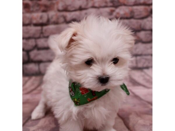 Maltese-Dog-Female-White-17533-Petland Wichita, Kansas