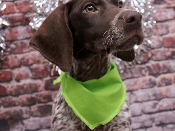 German Shorthaired Pointer Dog Male Liver Roan/ Liver Patches 17478 Petland Wichita, Kansas