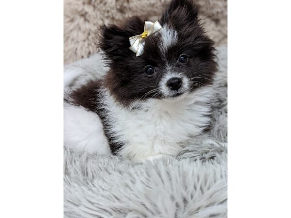 Pomeranian-Dog-Female-Black & White Parti-17479-Petland Wichita, Kansas