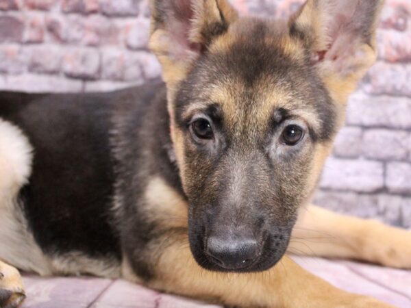 German Shepherd Dog Female Black & Tan 17523 Petland Wichita, Kansas