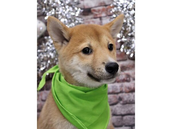 Shiba Inu-Dog-Male-Sesame-17477-Petland Wichita, Kansas