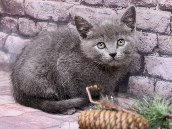 Adopt A Pet Kitten-Cat-Female-Dilute Grey Tabby-17573-Petland Wichita, Kansas