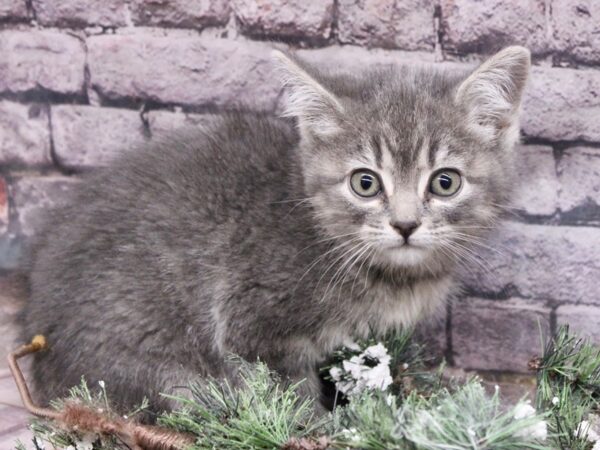 Adopt A Pet Kitten Cat Male Seal Point/ Blue Eyes 17574 Petland Wichita, Kansas