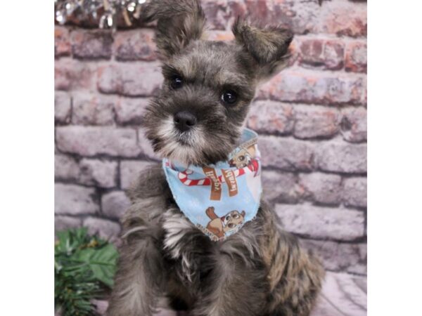 Miniature Schnauzer Dog Female Salt & Pepper 17570 Petland Wichita, Kansas