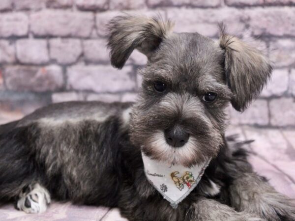 Miniature Schnauzer Dog Male Black & Pepper 17569 Petland Wichita, Kansas