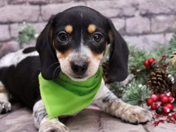 Miniature Dachshund Dog Male Black Tri Piebald 17563 Petland Wichita, Kansas