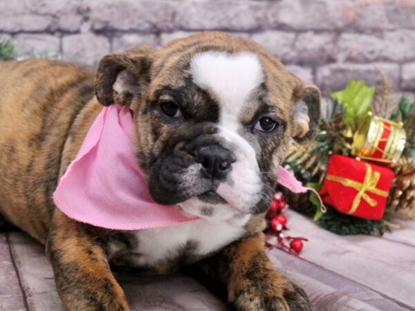 English Bulldog-Dog-Female-Brindle & White-17511-Petland Wichita, Kansas