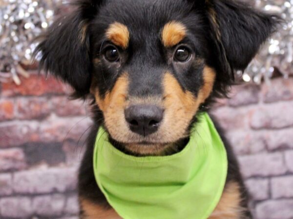 Adopt A Pet Puppy Dog Male Black & Rust 17581 Petland Wichita, Kansas