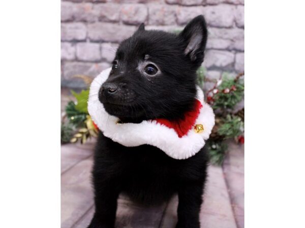 Schipperke Dog Male Black 17605 Petland Wichita, Kansas