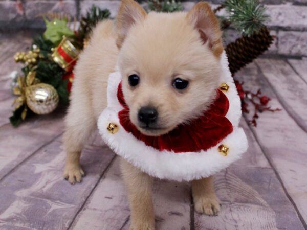 Schipperke Dog Male Cream 17603 Petland Wichita, Kansas