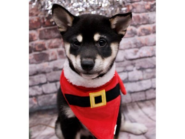 Shiba Inu-Dog-Male-Black Tri-17597-Petland Wichita, Kansas