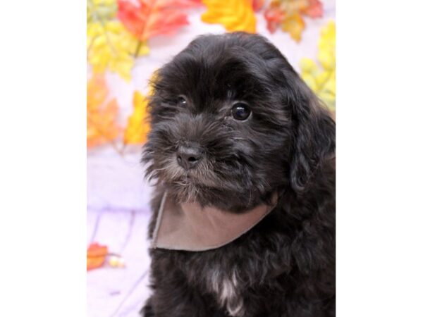 Shih Poo Dog Male Black & White 17497 Petland Wichita, Kansas