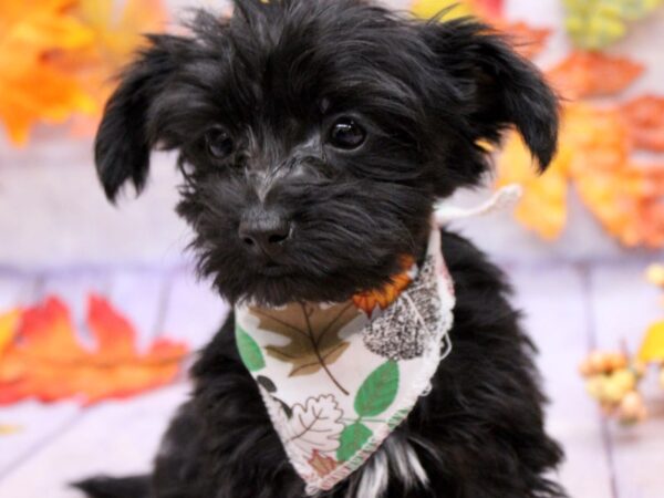 Toy YorkiePoo Dog Male Black w/ White 17495 Petland Wichita, Kansas