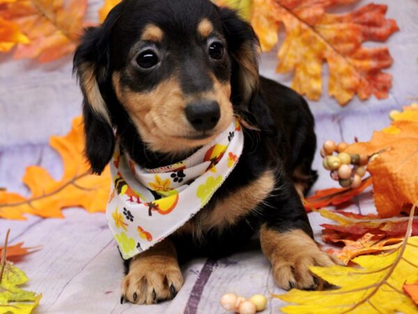 Miniature Dachshund Dog Female LH Black & Tan 17483 Petland Wichita, Kansas