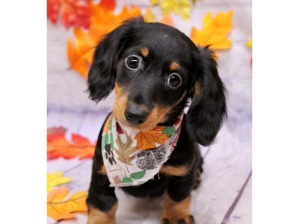 Miniature Dachshund Dog Female LH Black & Tan 17484 Petland Wichita, Kansas