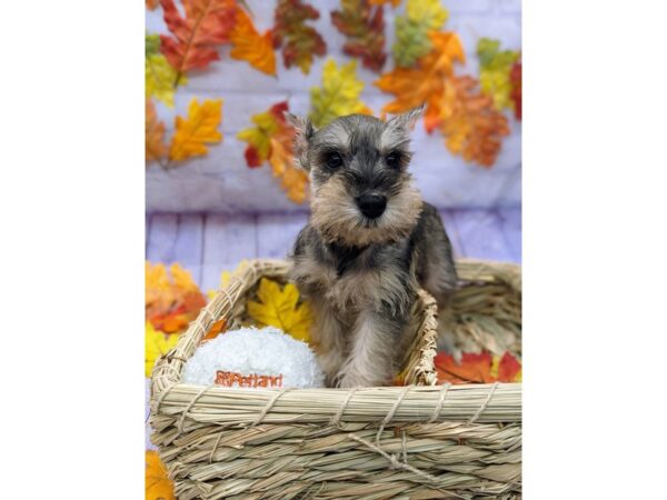 Miniature Schnauzer Dog Female Salt & Pepper 17520 Petland Wichita, Kansas