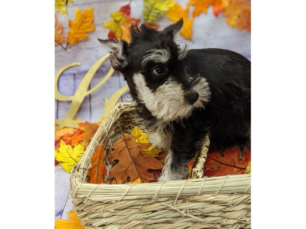 Miniature Schnauzer Dog Male Black & Tan 17521 Petland Wichita, Kansas