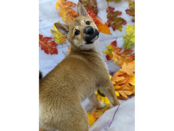 Shiba Inu-Dog-Male-Red-17517-Petland Wichita, Kansas